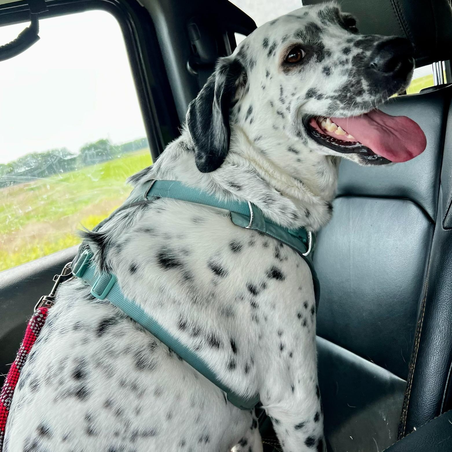 Enlarge Daisy, a Adopted mixed breed in Clarion, IA image 3/5