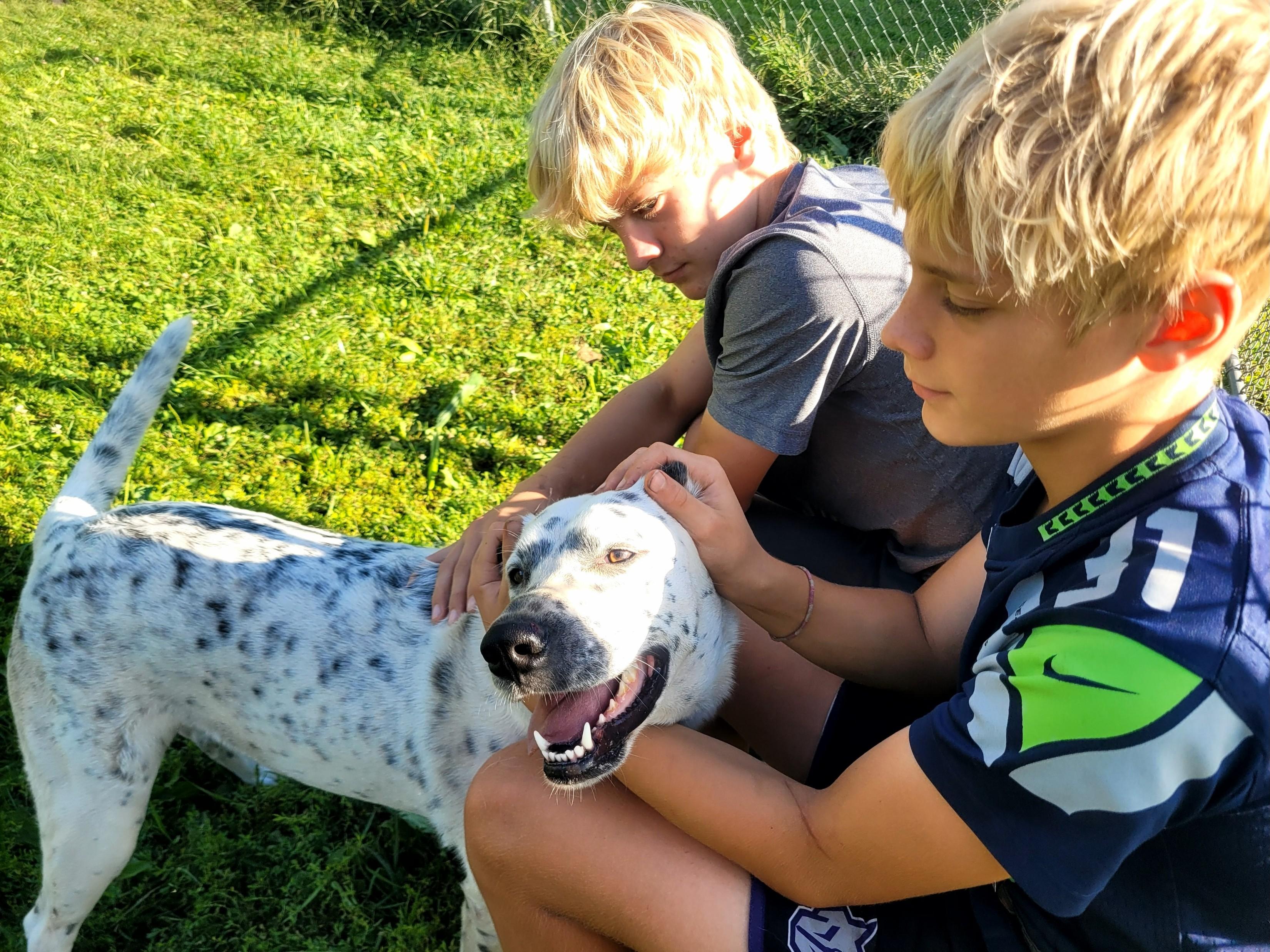 Daisy, Adopted, Young Female Dalmatian & Great Pyrenees.
