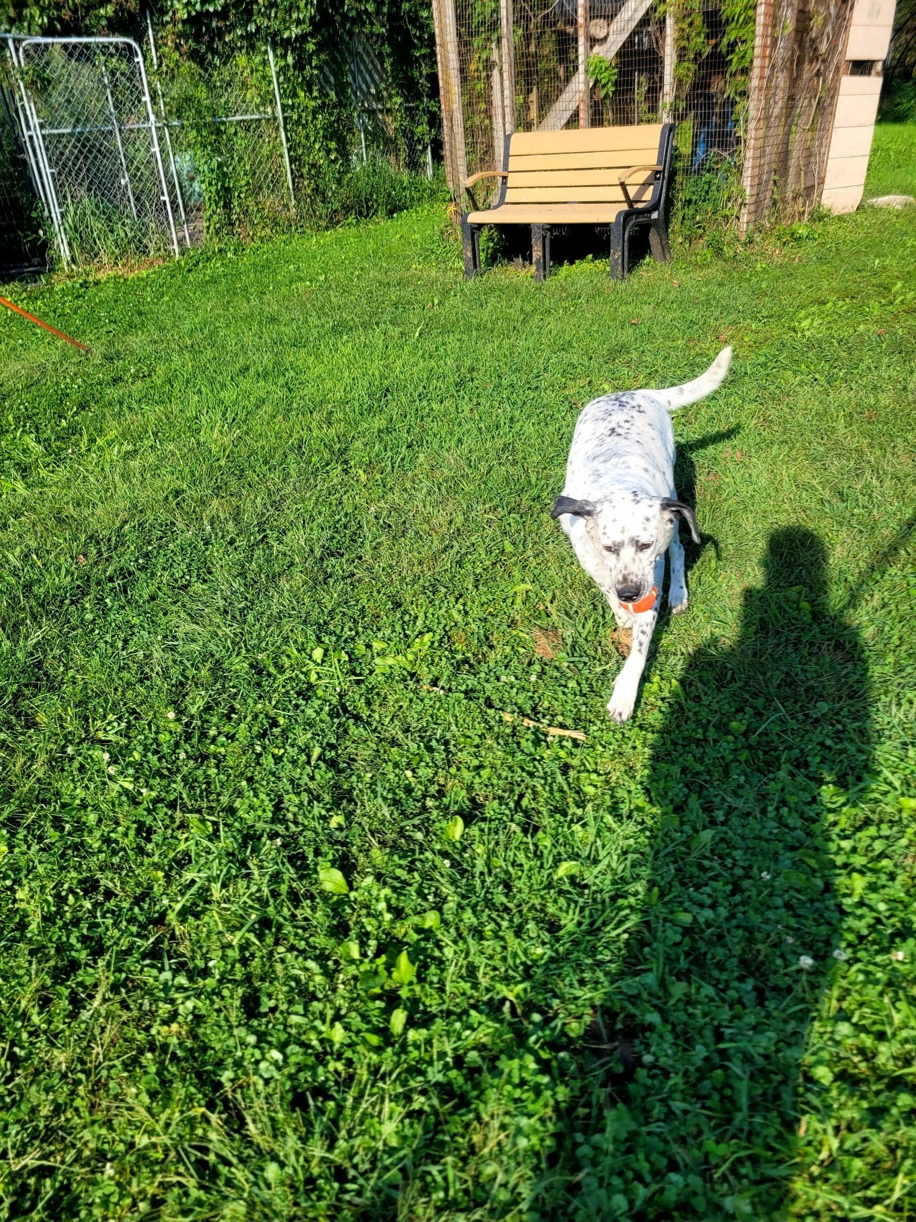 Enlarge Daisy, a Adopted mixed breed in Clarion, IA image 4/5