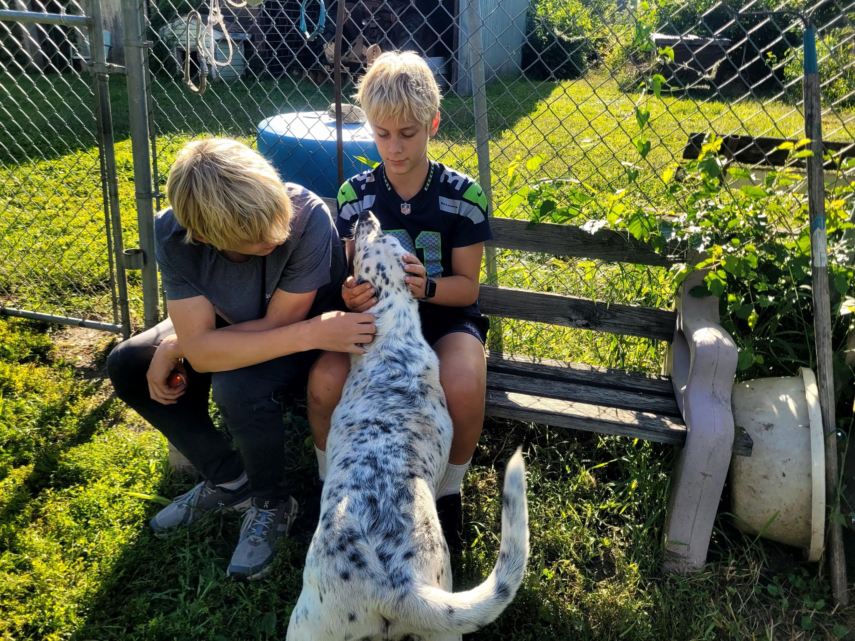 Enlarge Daisy, a Adopted mixed breed in Clarion, IA image 5/5
