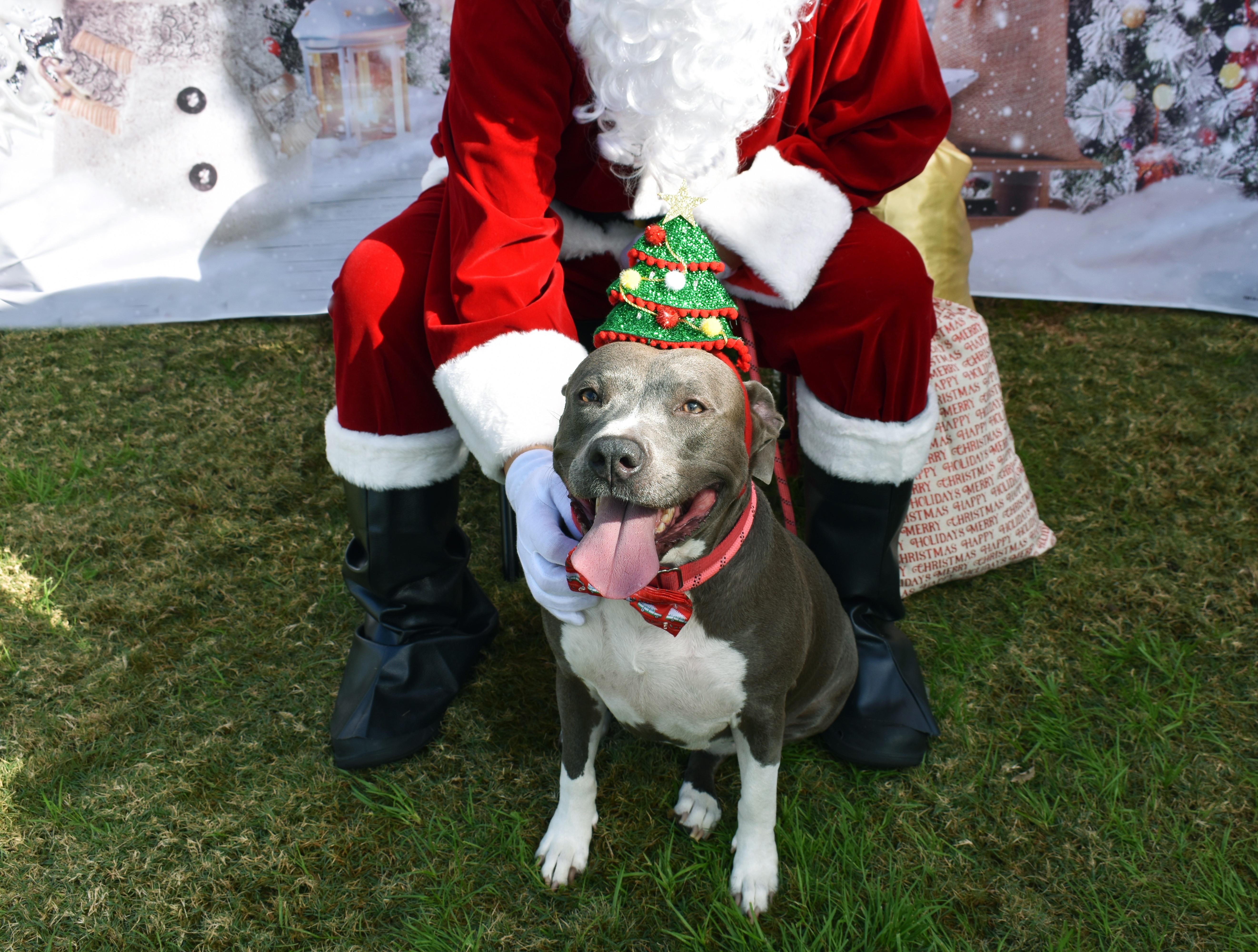 Enlarge Mermaid, a Adoptable mixed breed in Houston, TX image 1/6