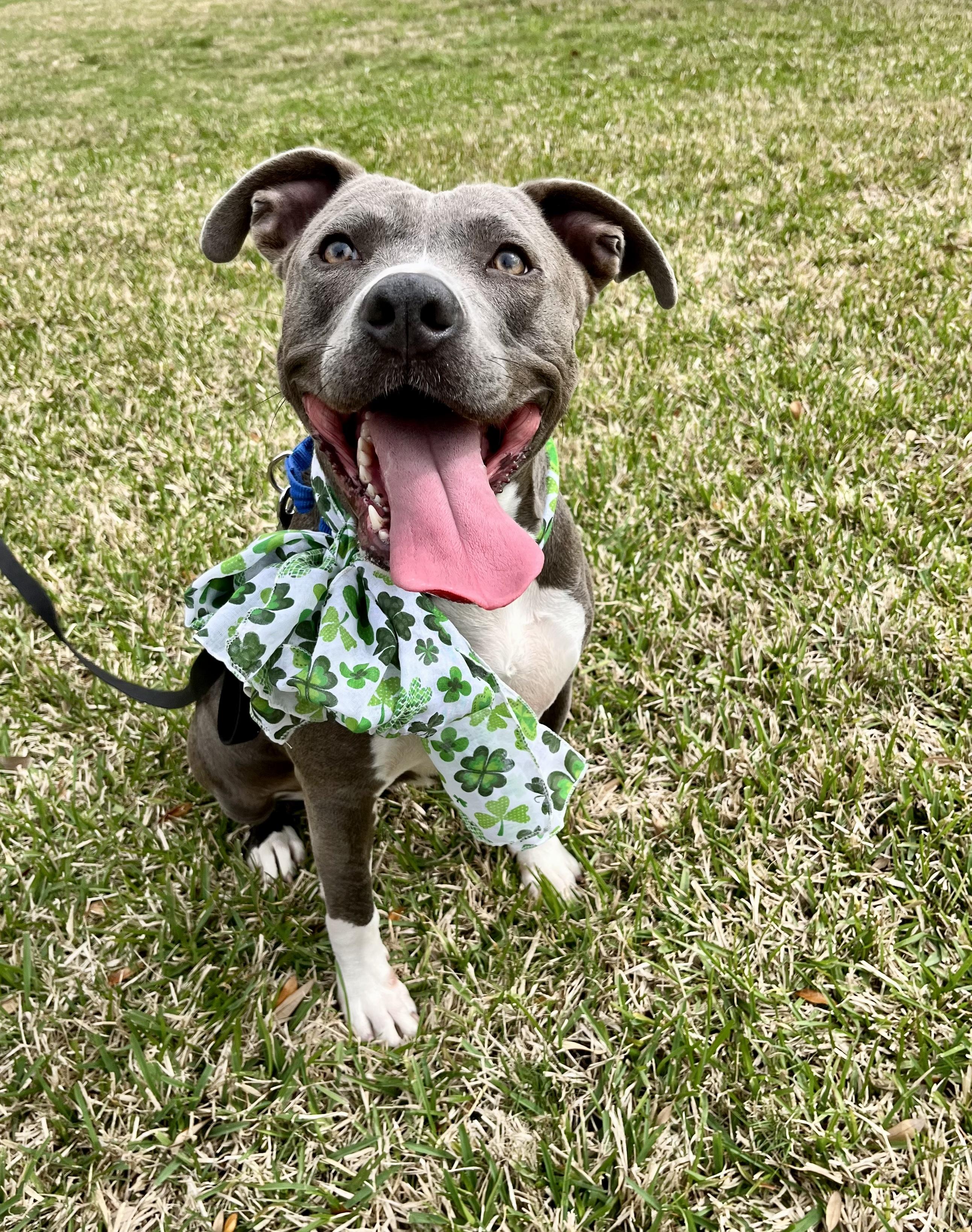 Enlarge Mermaid, a Adoptable mixed breed in Houston, TX image 2/6
