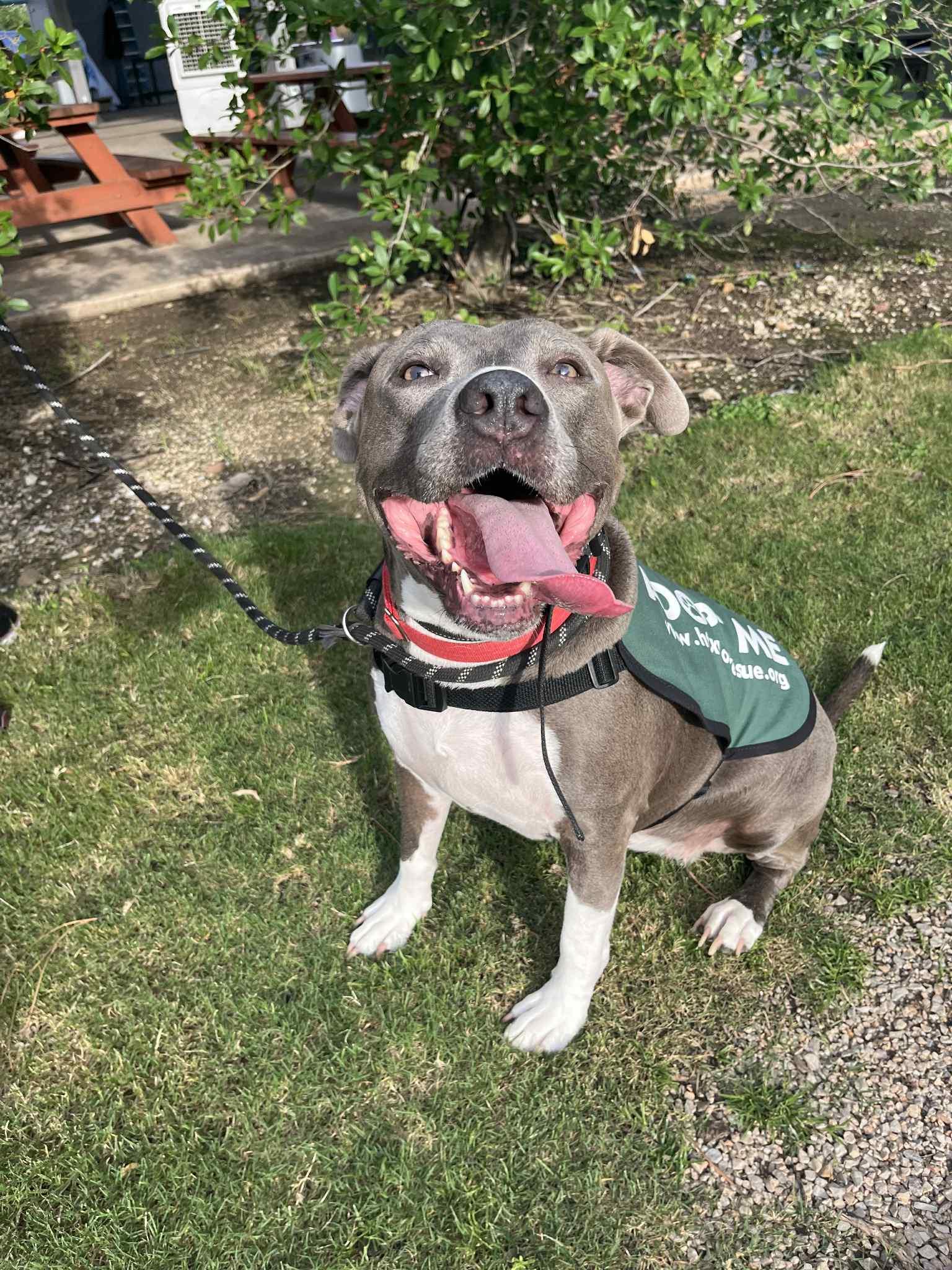 Enlarge Mermaid, a Adoptable mixed breed in Houston, TX image 3/6