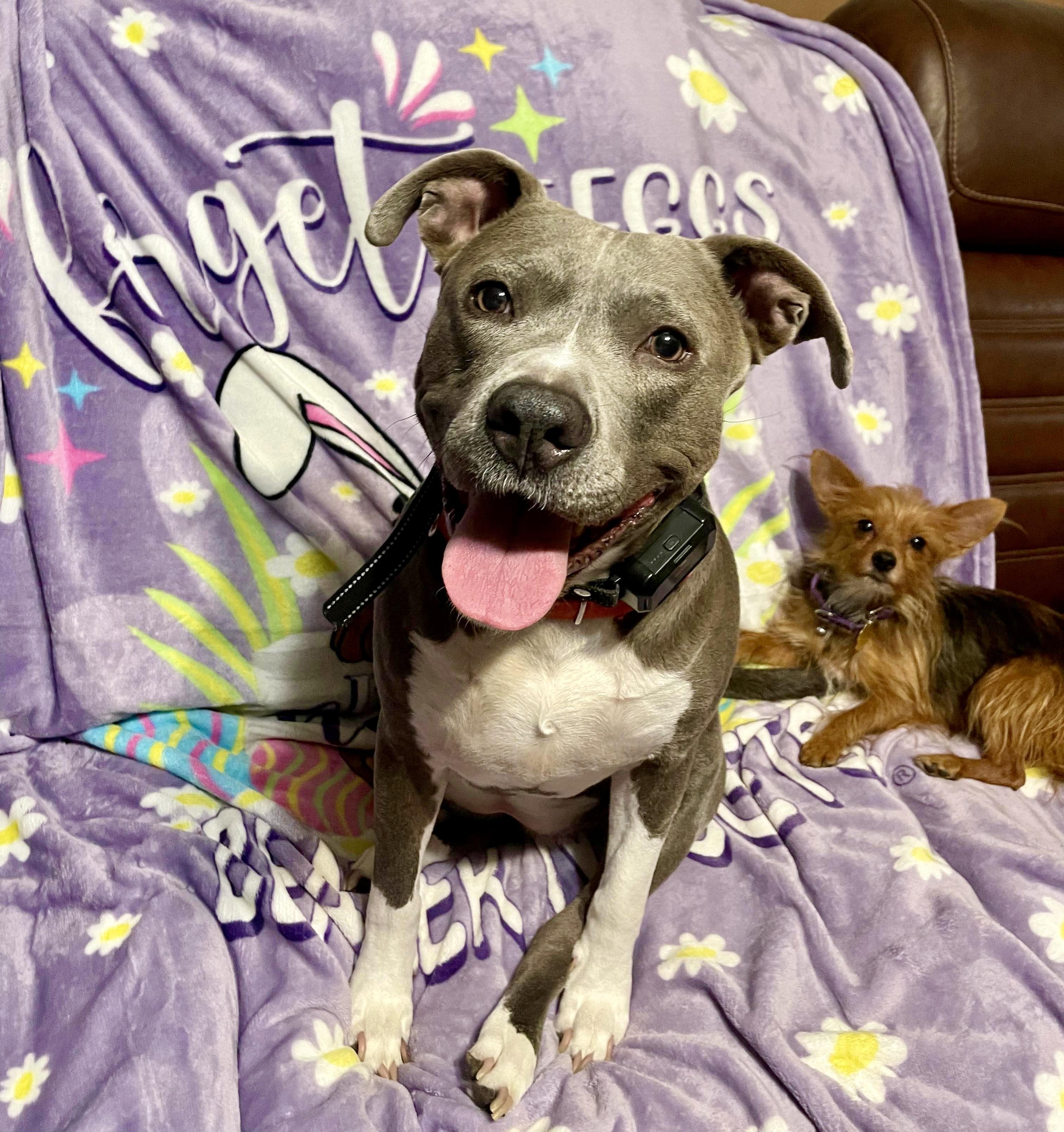 Enlarge Mermaid, a Adoptable mixed breed in Houston, TX image 2/6