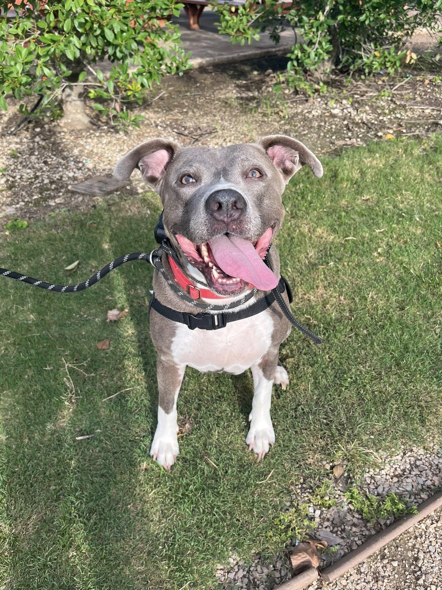 Mermaid — thumbnail 4