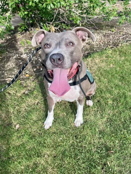 Enlarge Mermaid, a Adoptable mixed breed in Houston, TX image 4/6