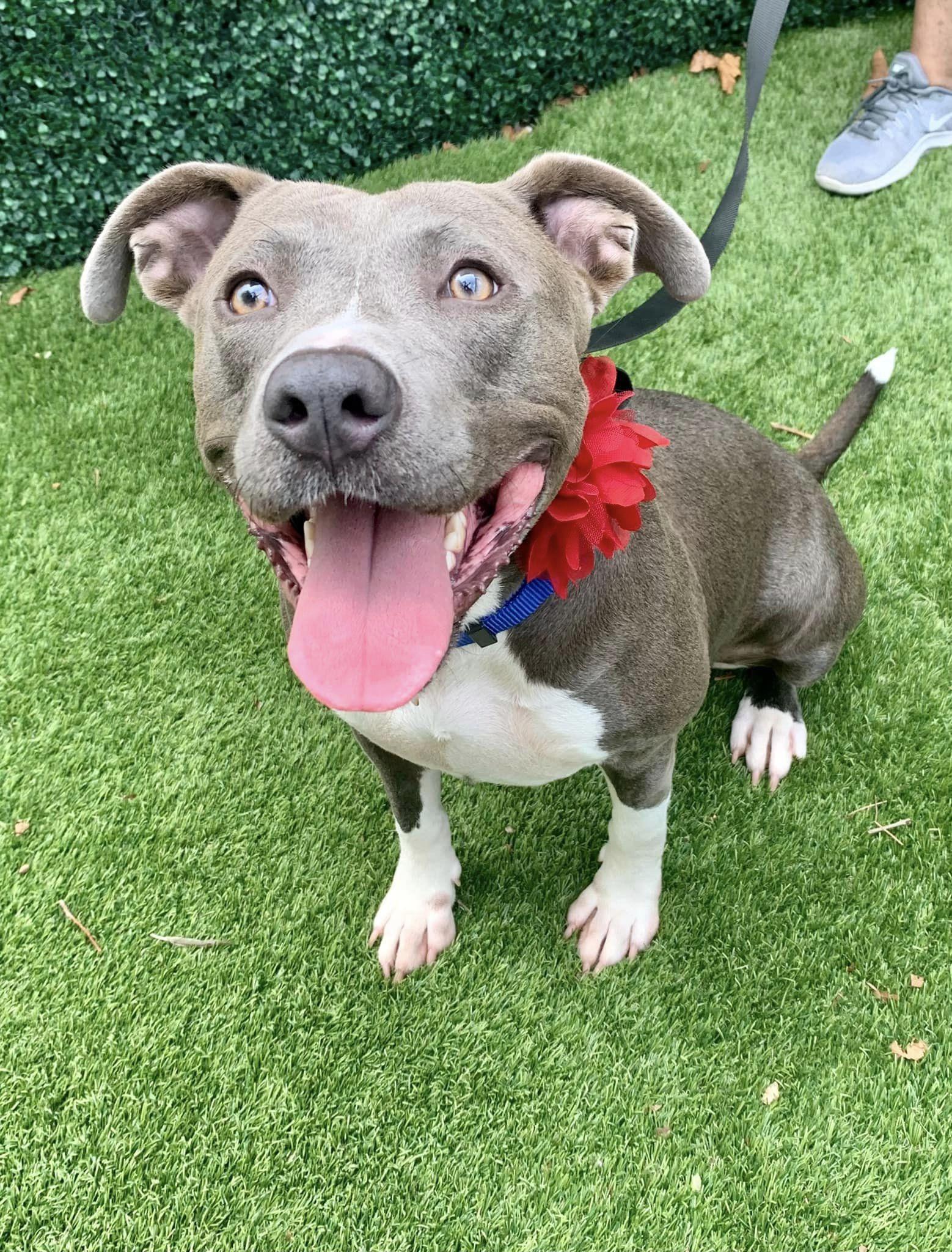 Enlarge Mermaid, a Adoptable mixed breed in Houston, TX image 6/6