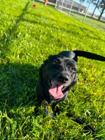 Lemon Drop, Adoptable, Adult Female Border Collie & Mixed Breed.