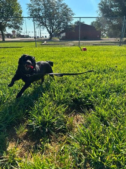 Enlarge Lemon Drop, a Adoptable mixed breed in Scottsbluff, NE image 2/2