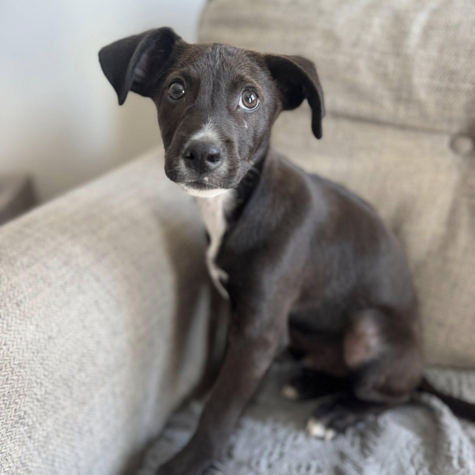 Enlarge Rico, an adopted mixed breed in Portland, ME image 2/6