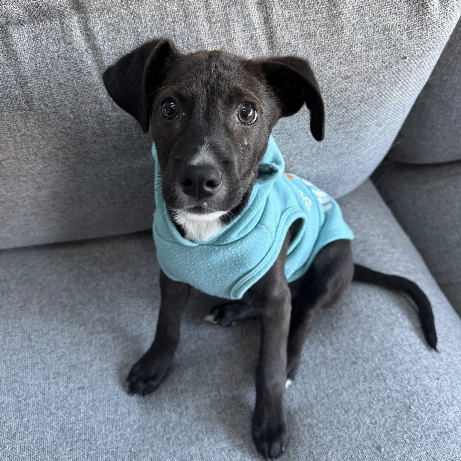 Enlarge Rico, an adopted mixed breed in Portland, ME image 1/6