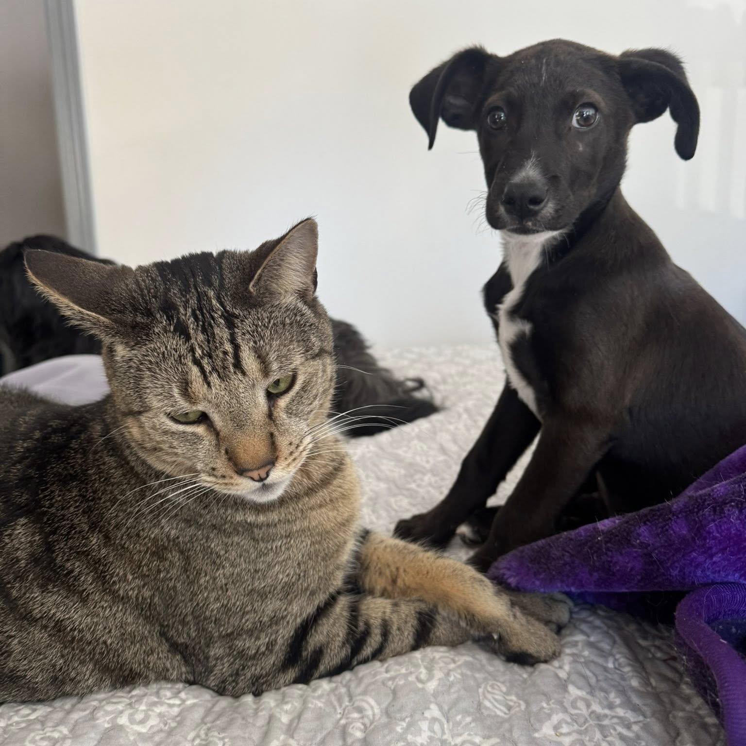 Enlarge Rico, an adopted mixed breed in Portland, ME image 3/6