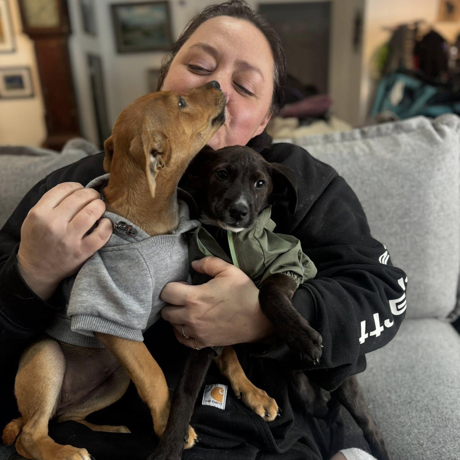 Enlarge Rico, an adopted mixed breed in Portland, ME image 5/6