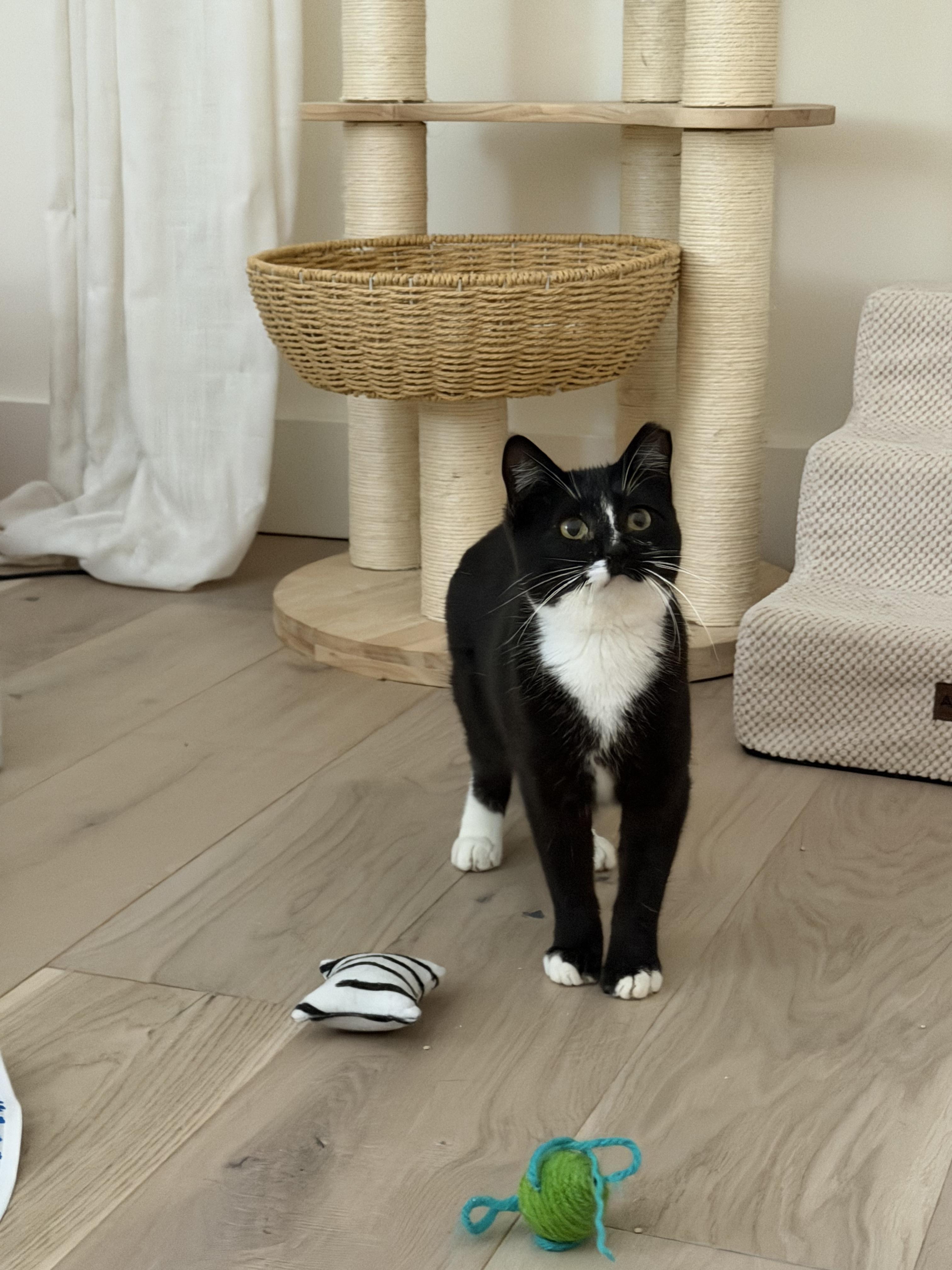 Julius, a Adoptable Domestic Short Hair in San Jose, CA image 3/6