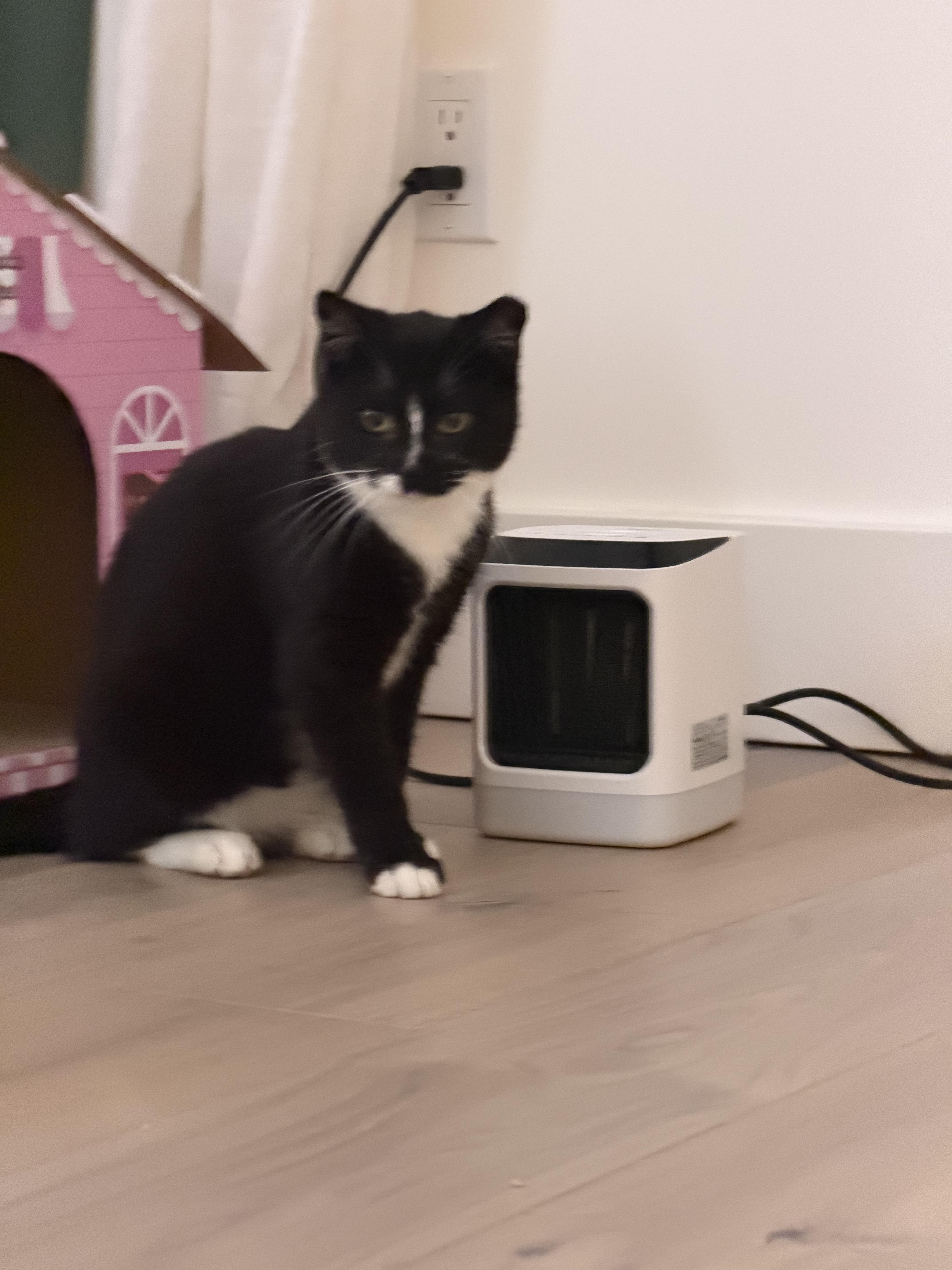 Julius, a Adoptable Domestic Short Hair in San Jose, CA image 4/6