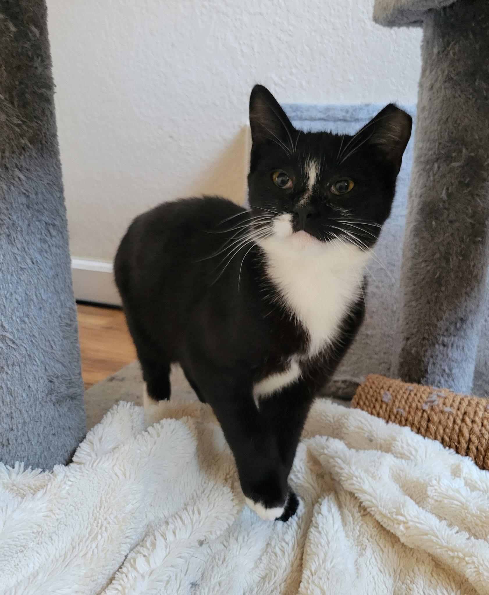 Julius, Adoptable, Kitten Male Domestic Short Hair.