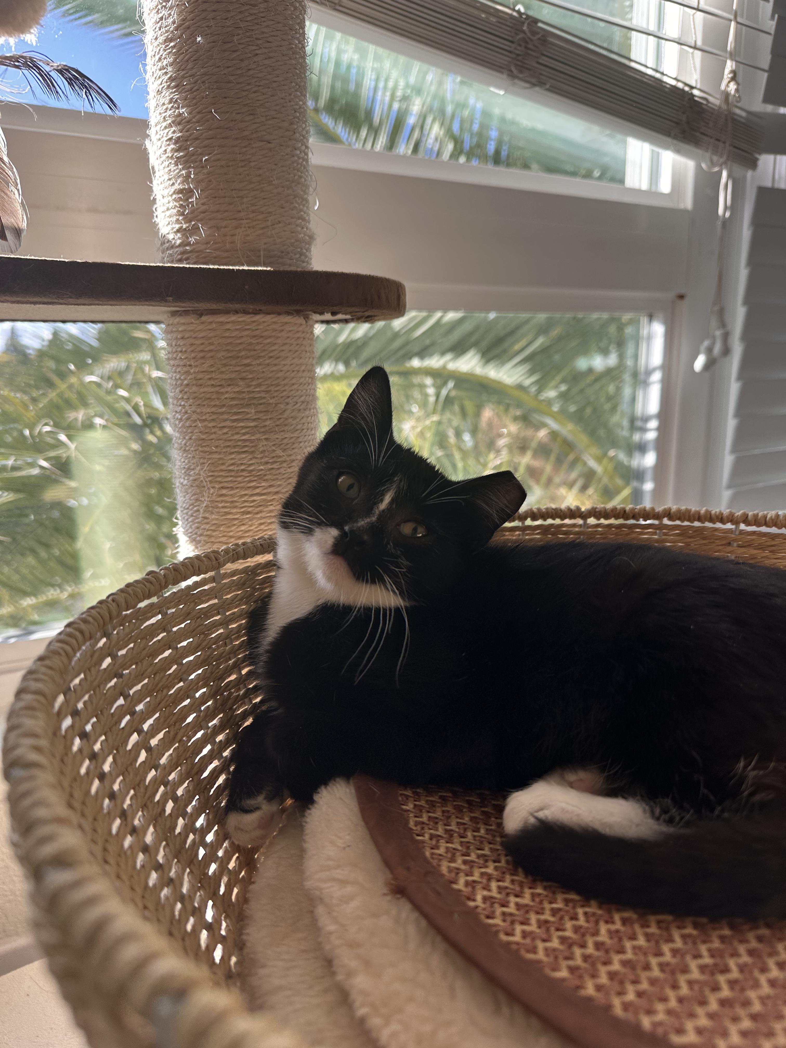 Enlarge Julius, a Adoptable Domestic Short Hair in San Jose, CA image 3/5