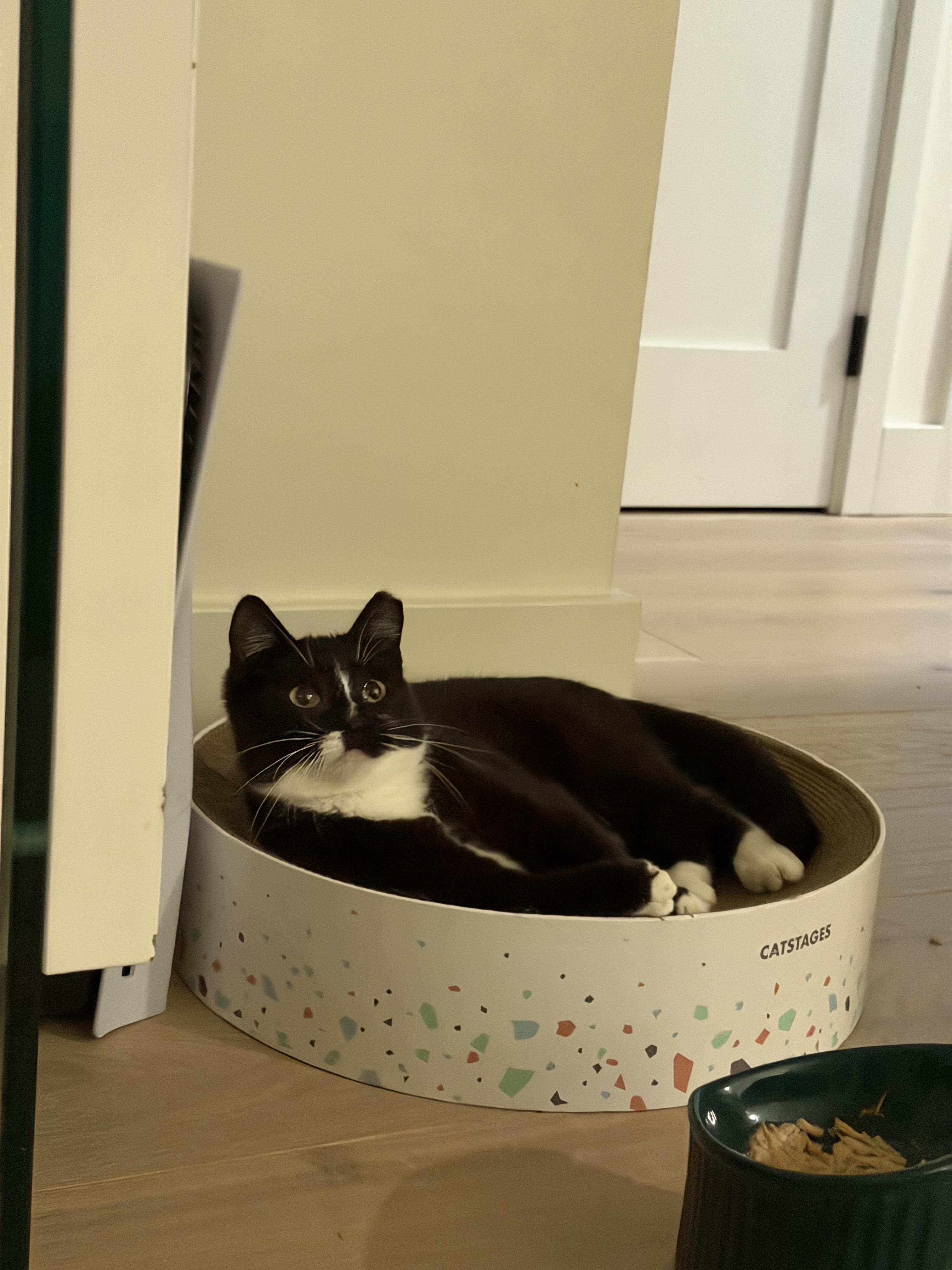 Julius, a Adoptable Domestic Short Hair in San Jose, CA image 1/6