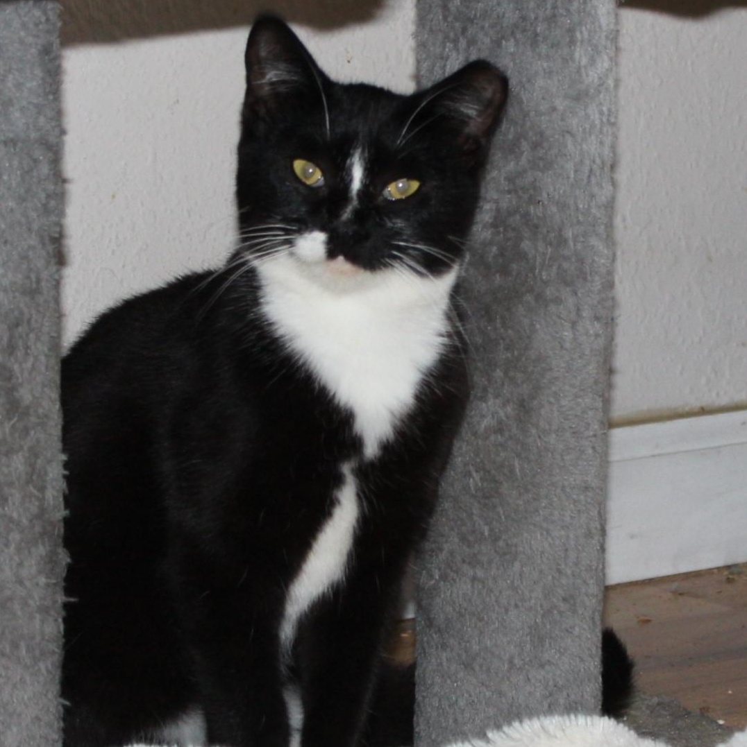 Julius, a Adoptable Domestic Short Hair in San Jose, CA image 5/5