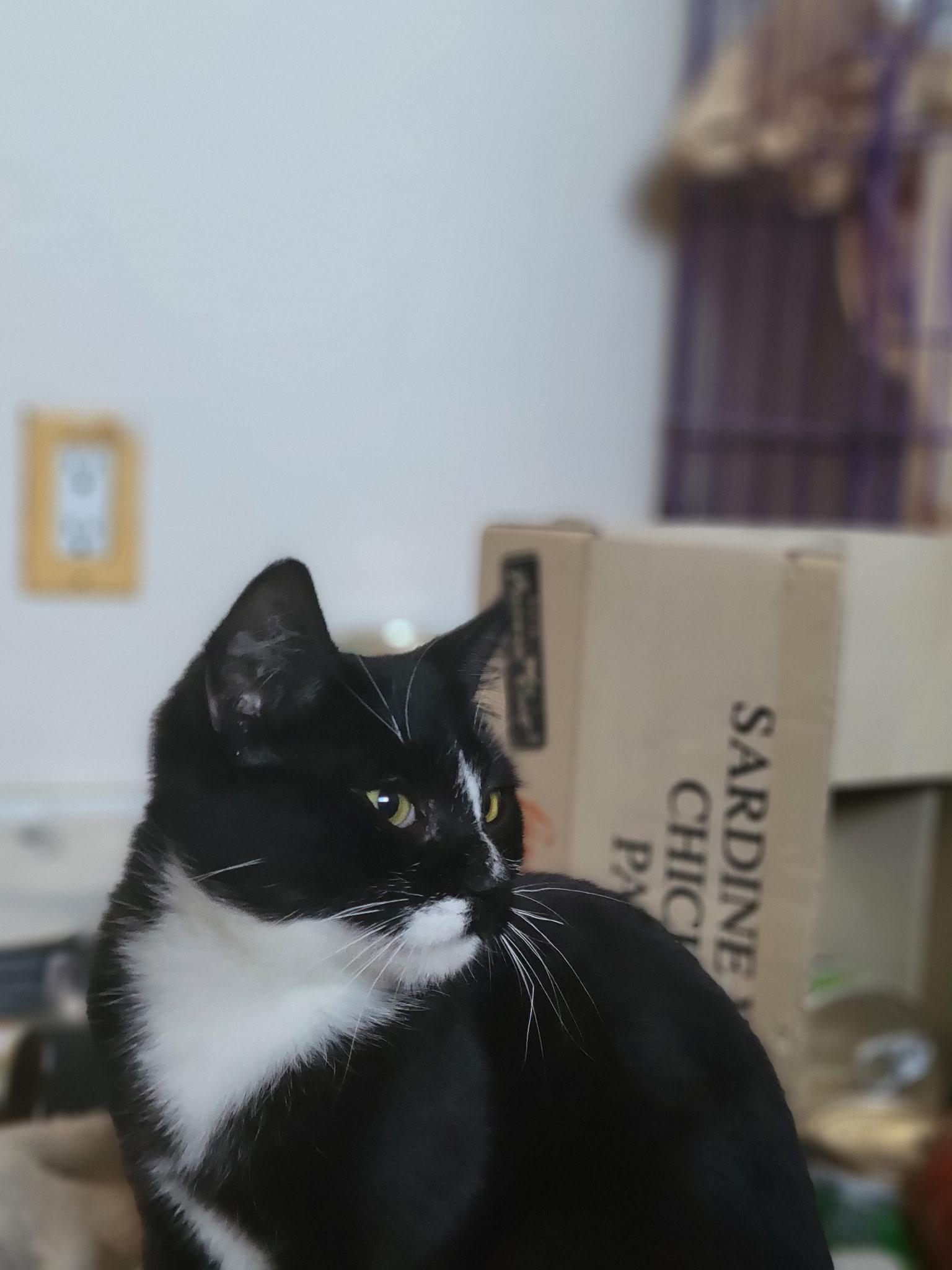 Enlarge Julius, a Adoptable Domestic Short Hair in San Jose, CA image 2/5