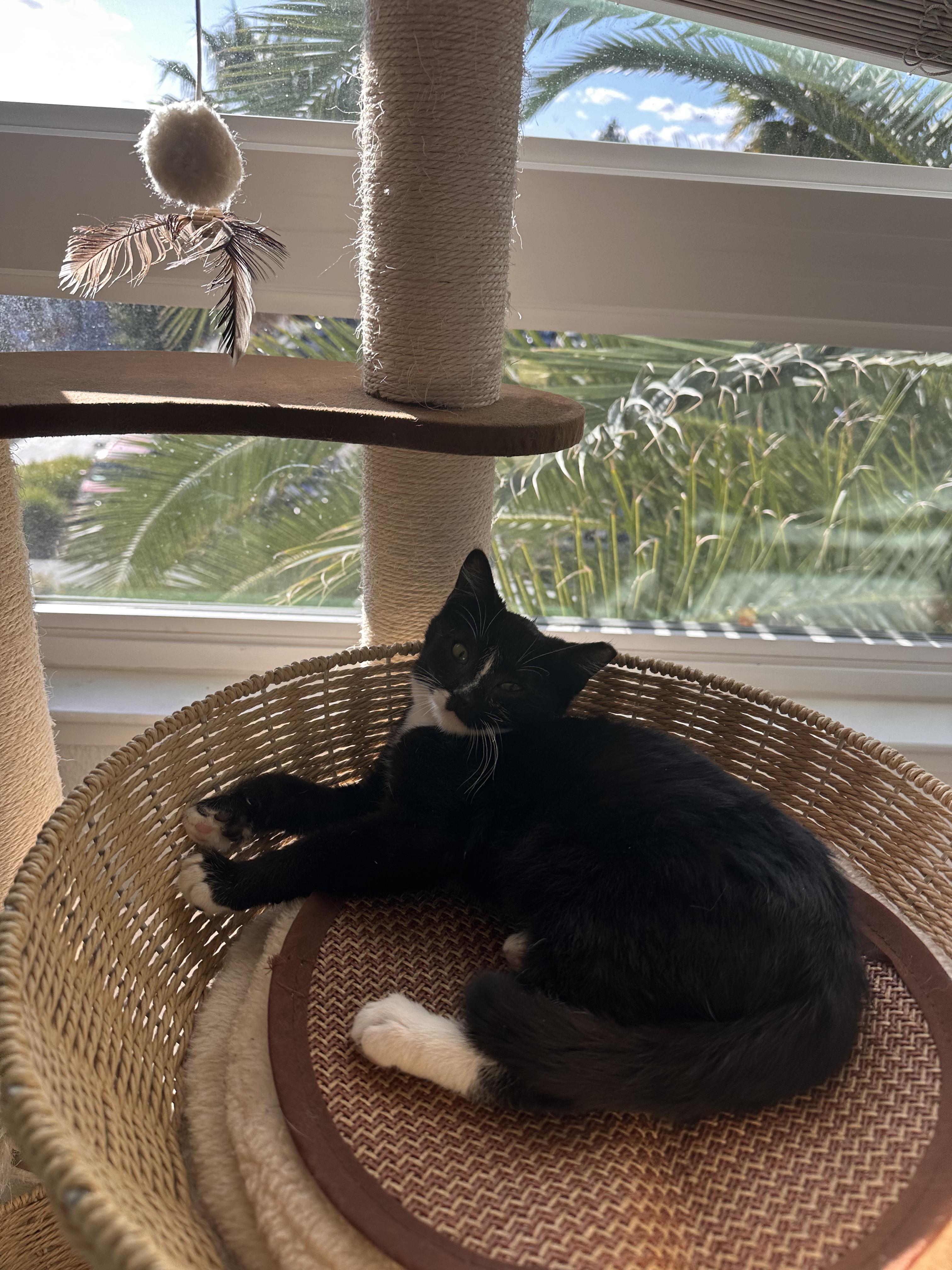 Enlarge Julius, a Adoptable Domestic Short Hair in San Jose, CA image 4/5