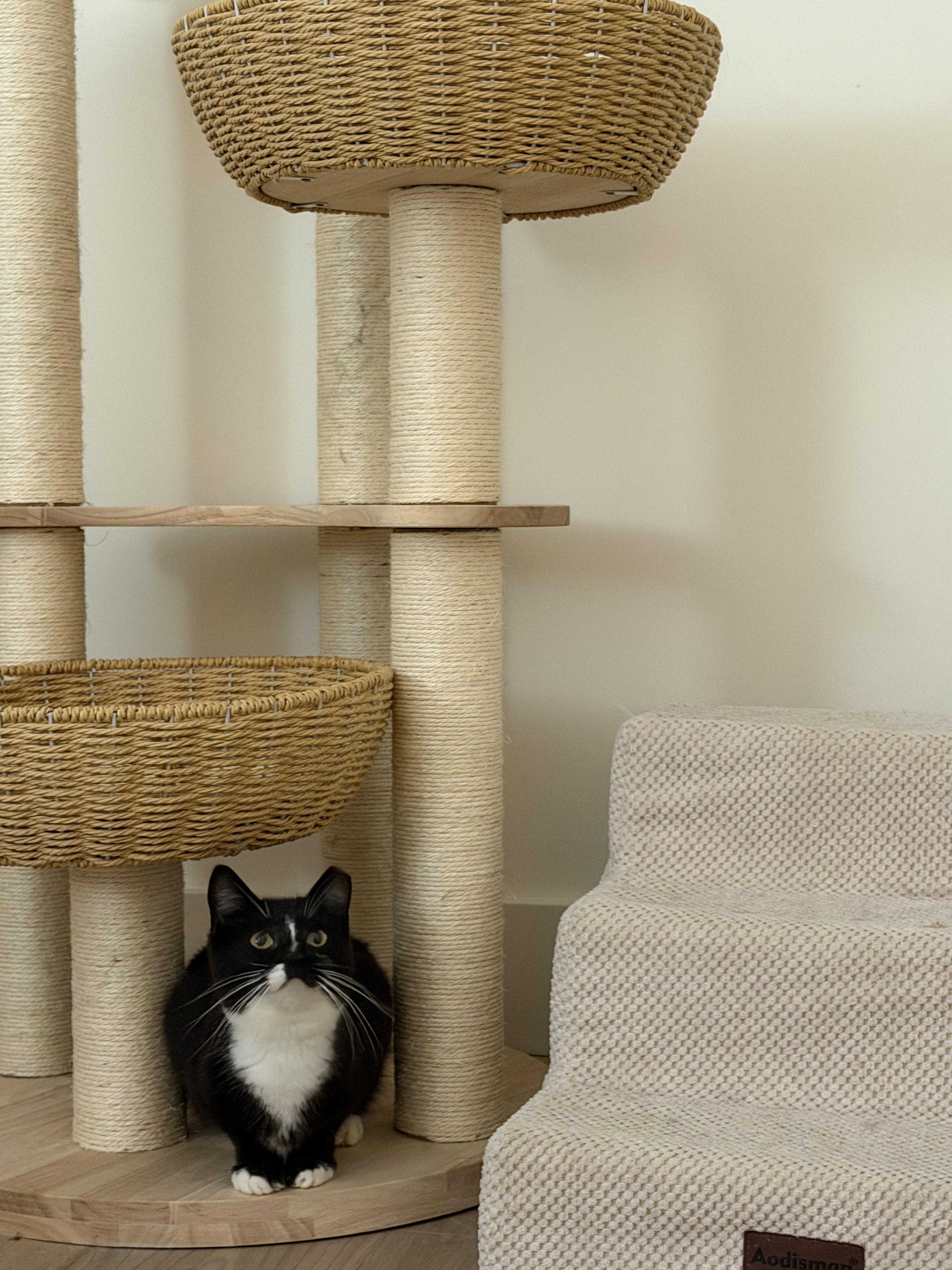 Julius, a Adoptable Domestic Short Hair in San Jose, CA image 5/6