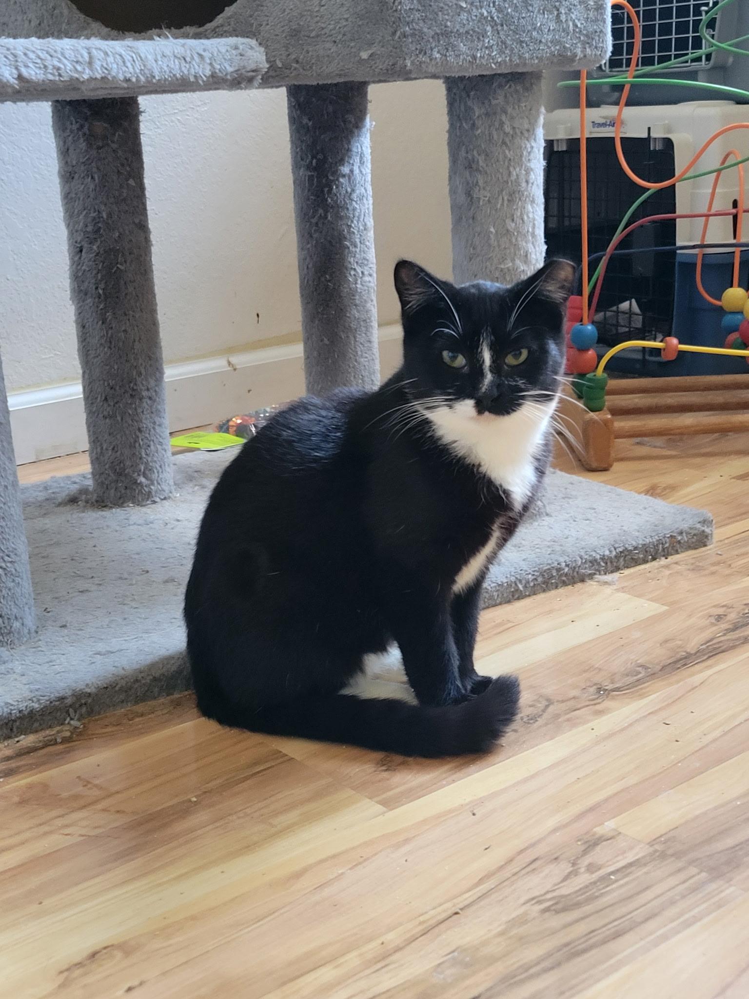 Julius, a Adoptable Domestic Short Hair in San Jose, CA image 4/5