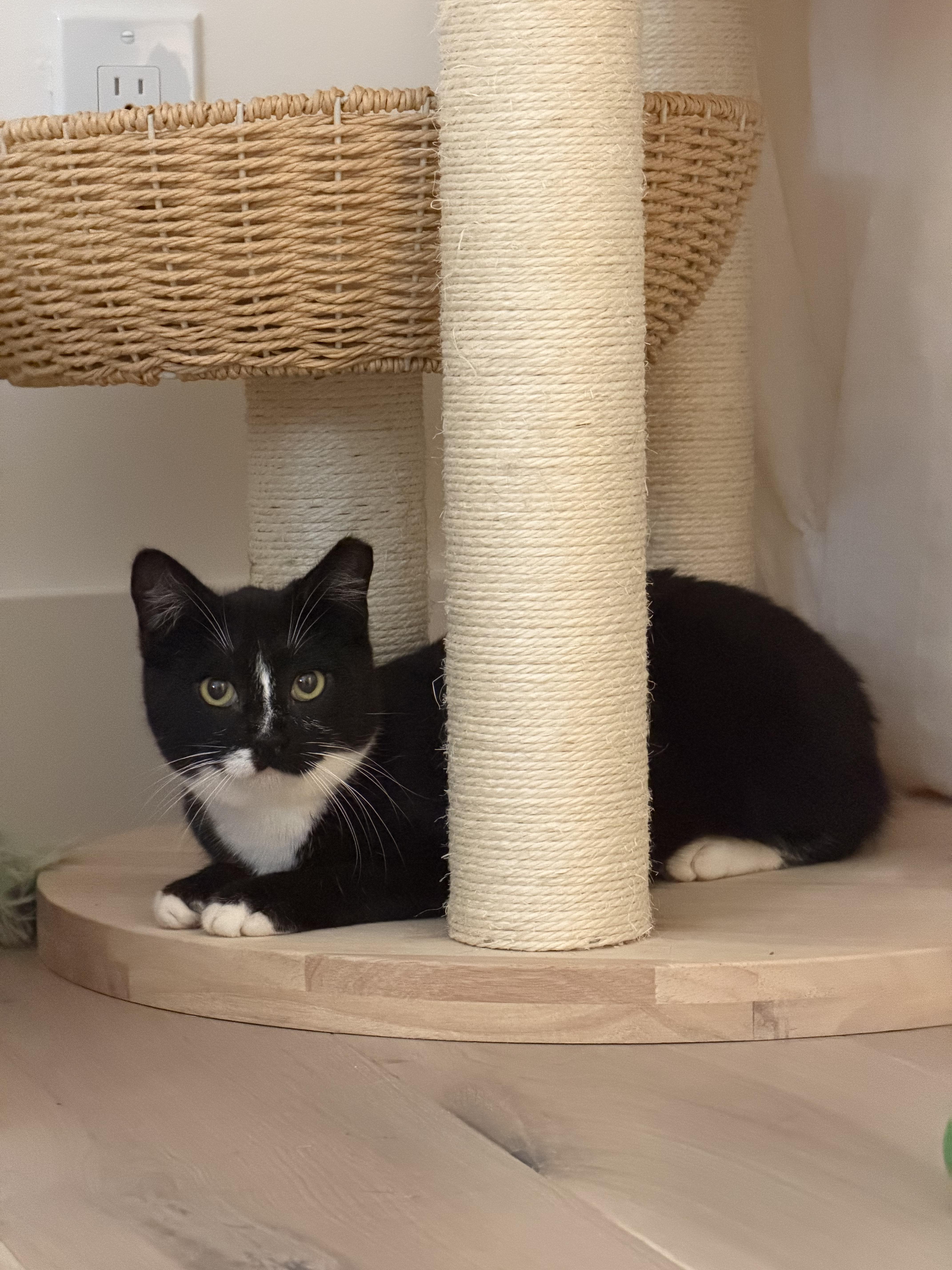 Julius, a Adoptable Domestic Short Hair in San Jose, CA image 2/6