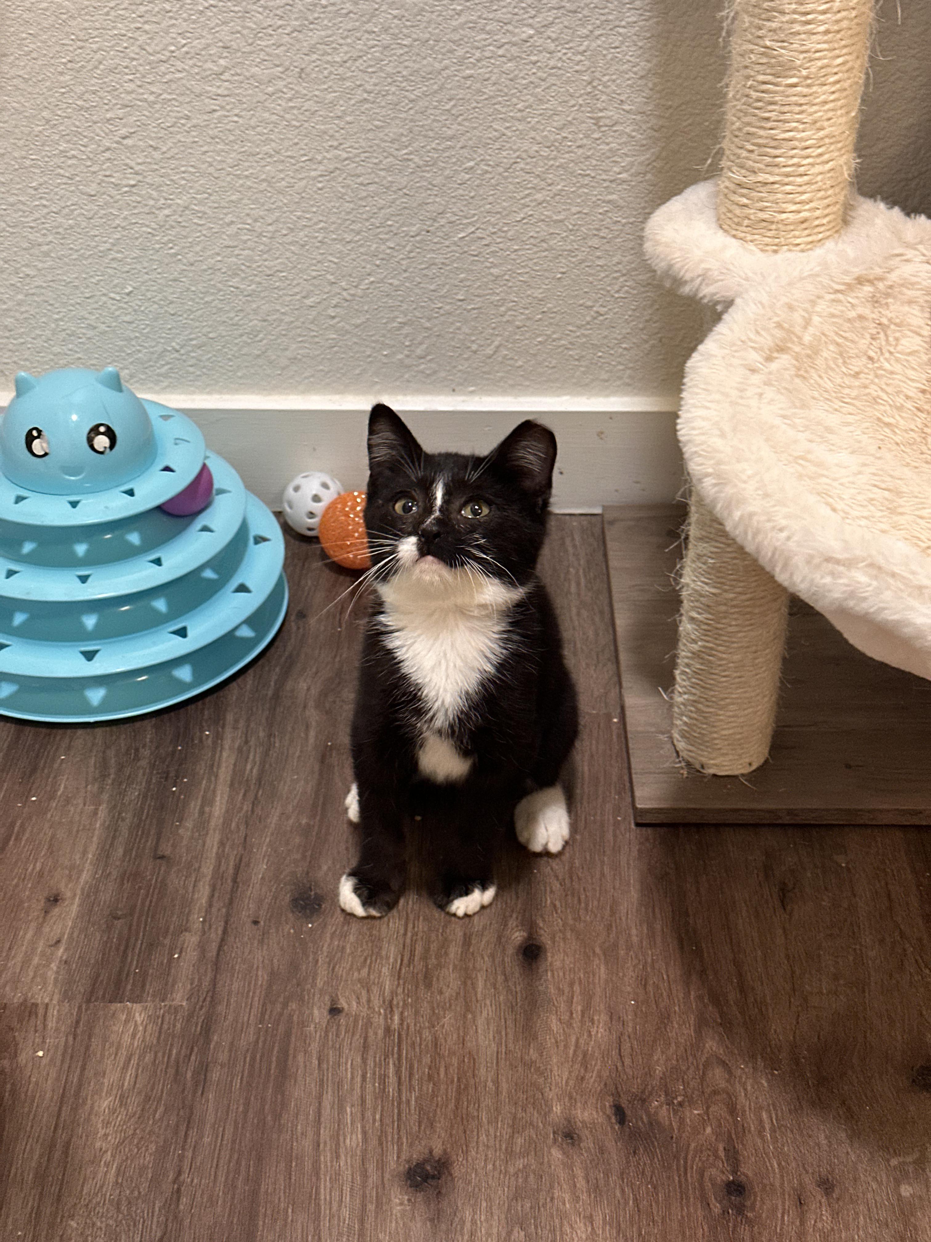 Enlarge Julius, a Adoptable Domestic Short Hair in San Jose, CA image 5/5