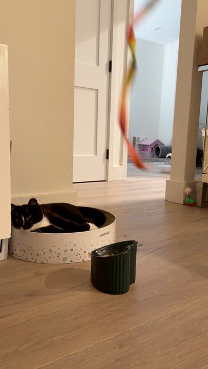 Enlarge Julius, a Adoptable Domestic Short Hair in San Jose, CA video 6/6