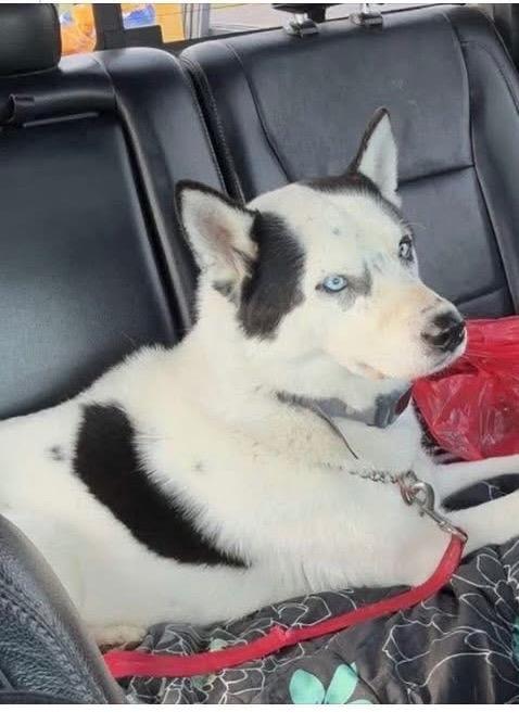Enlarge Pepé, a Adoptable Husky in Newcastle, OK image 1/1