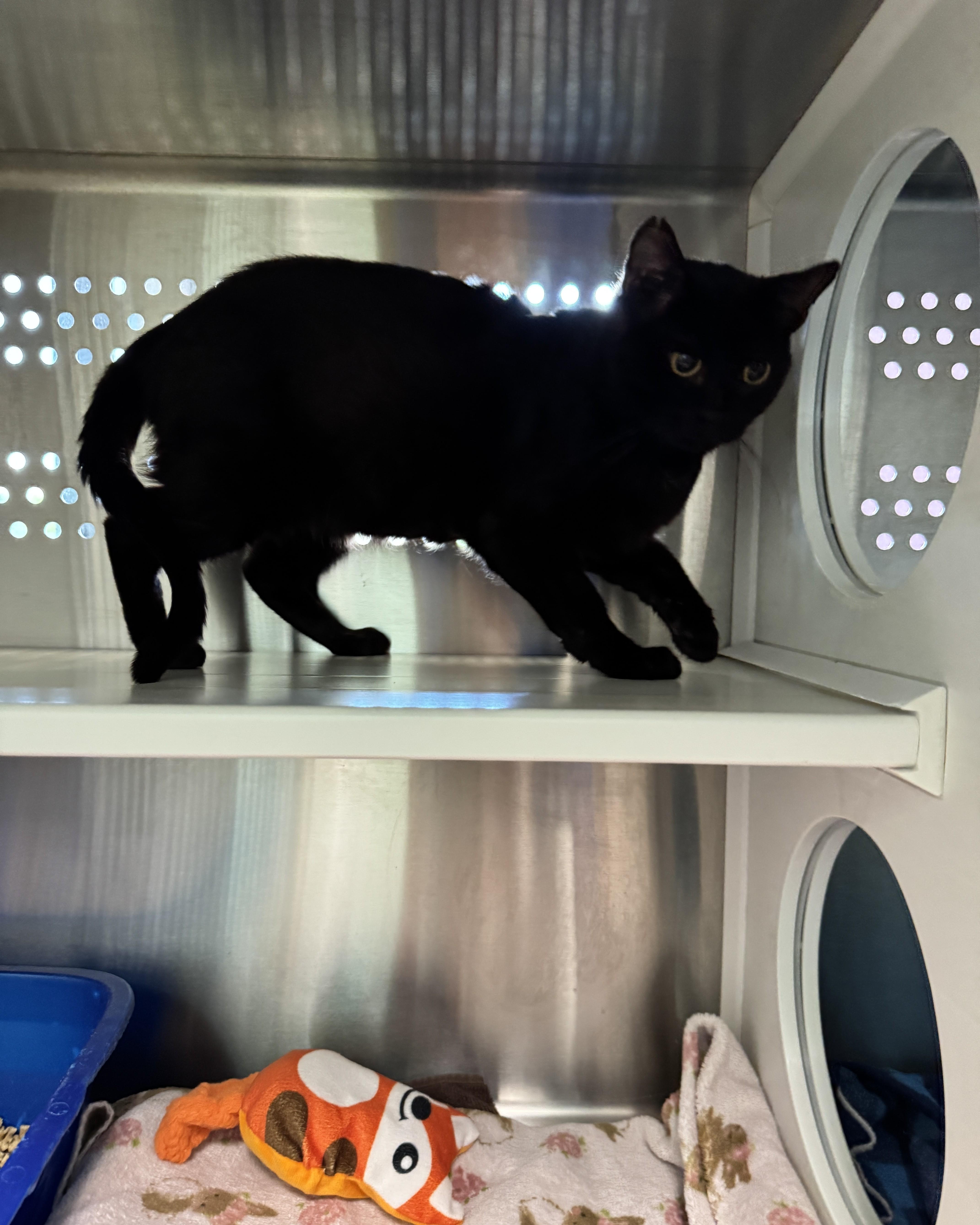 Bash, a Adoptable Domestic Short Hair in Seneca, PA image 2/2