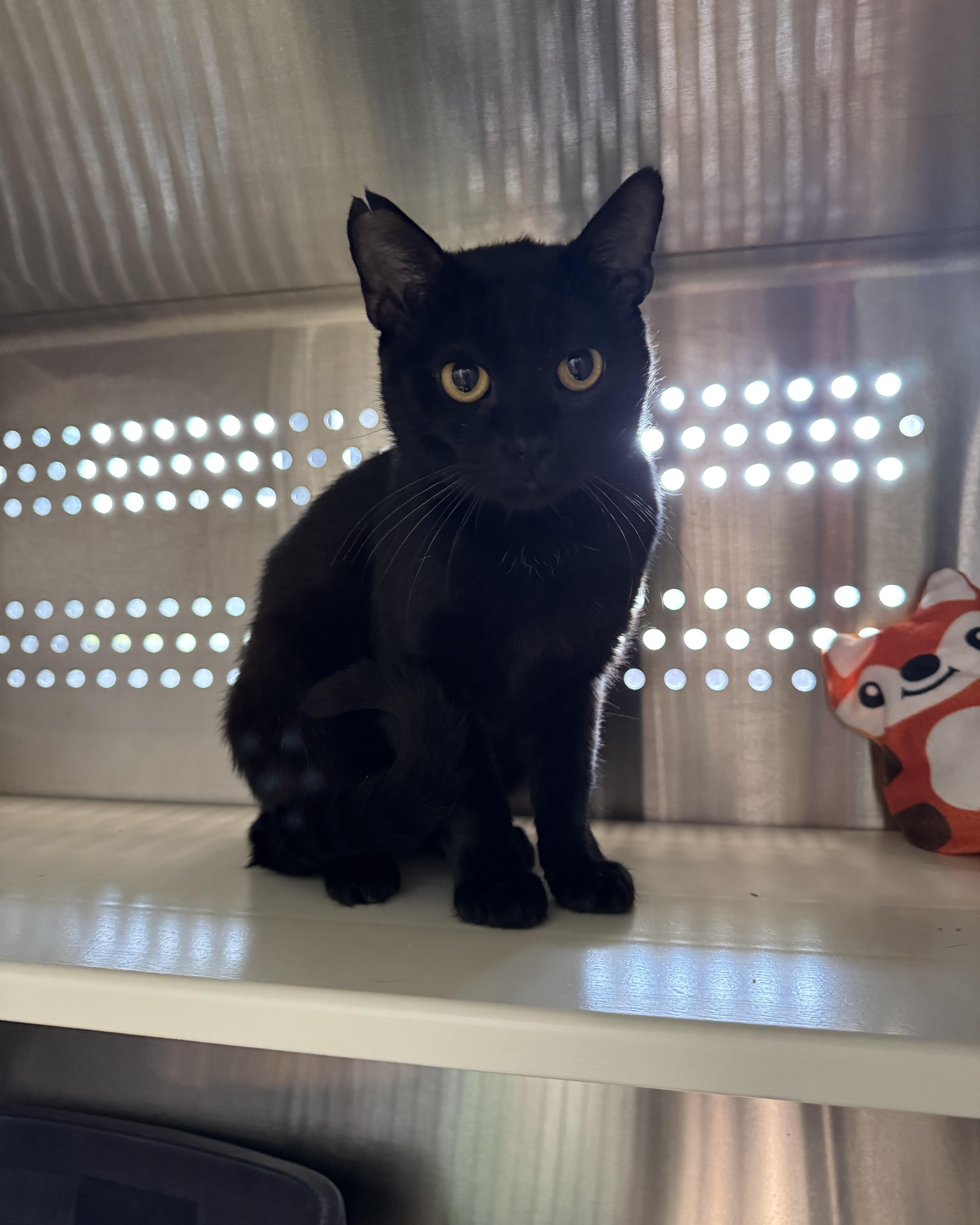 Bash, a Adoptable Domestic Short Hair in Seneca, PA image 1/2