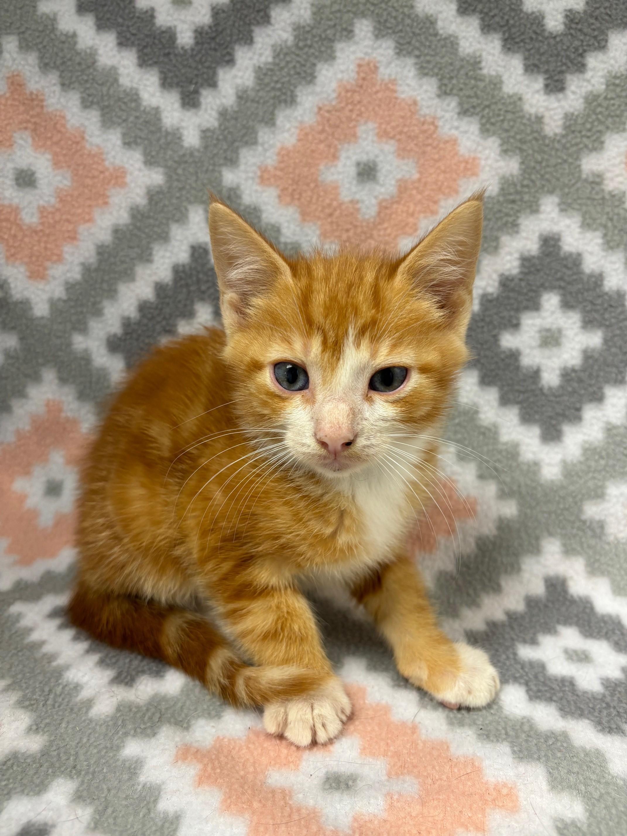 Blaze - Available 7/16/25, Baby Male Domestic Short Hair