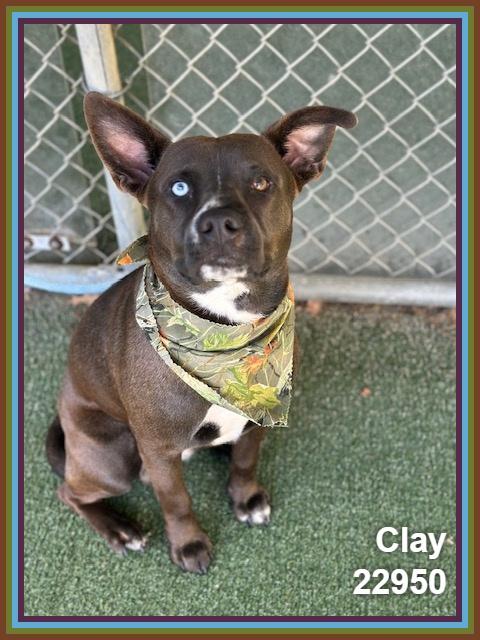 Enlarge CLAY, a Adoptable mixed breed in Marietta, GA image 2/4