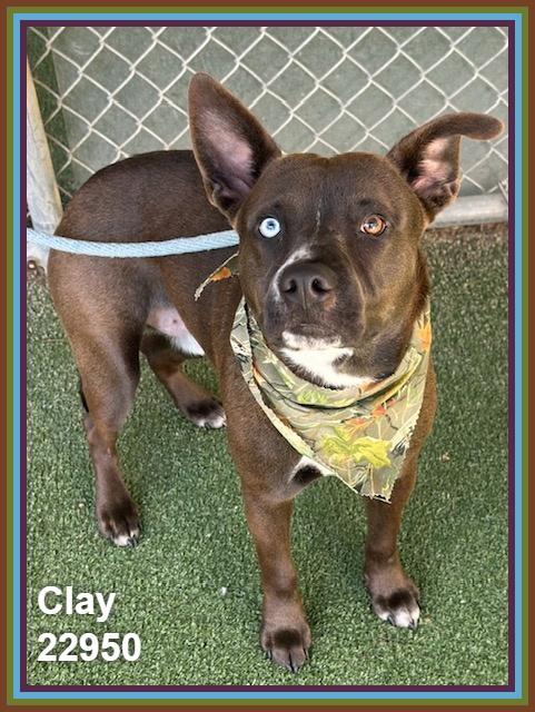 Enlarge CLAY, a Adoptable mixed breed in Marietta, GA image 3/4