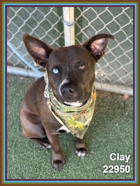 Enlarge CLAY, a Adoptable mixed breed in Marietta, GA image 4/4