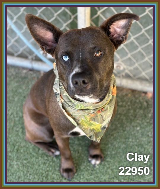 Enlarge CLAY, a Adoptable mixed breed in Marietta, GA image 1/4