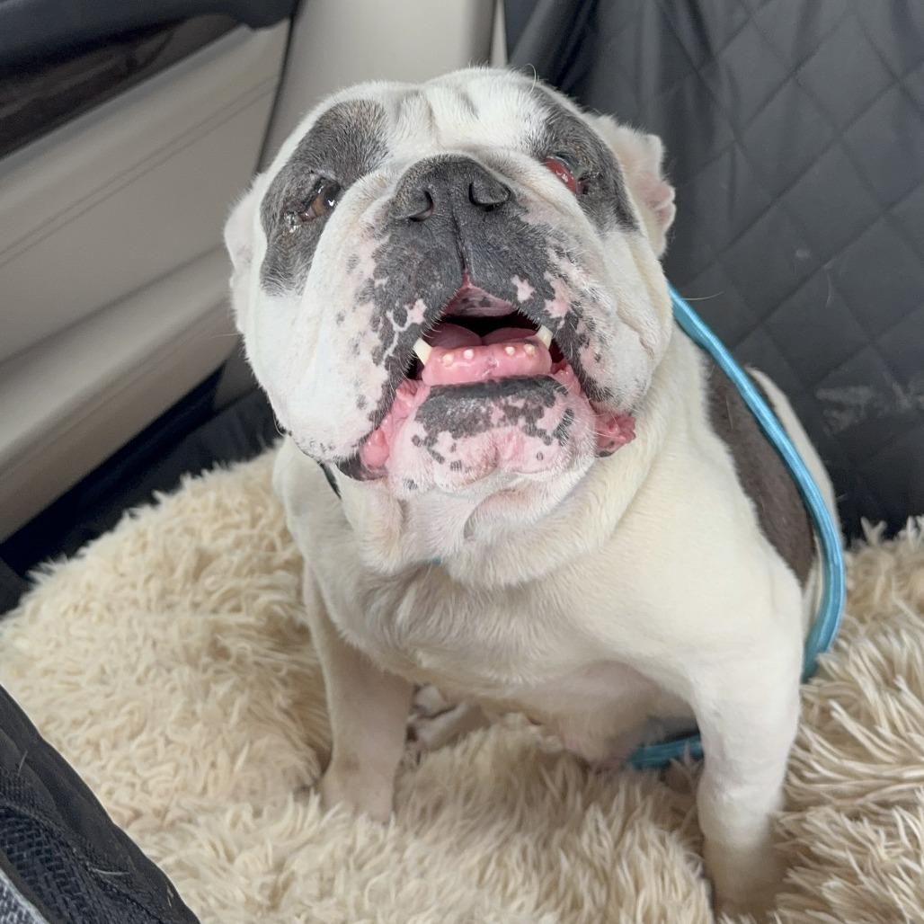 Zelda, Adoptable, Adult Female English Bulldog.