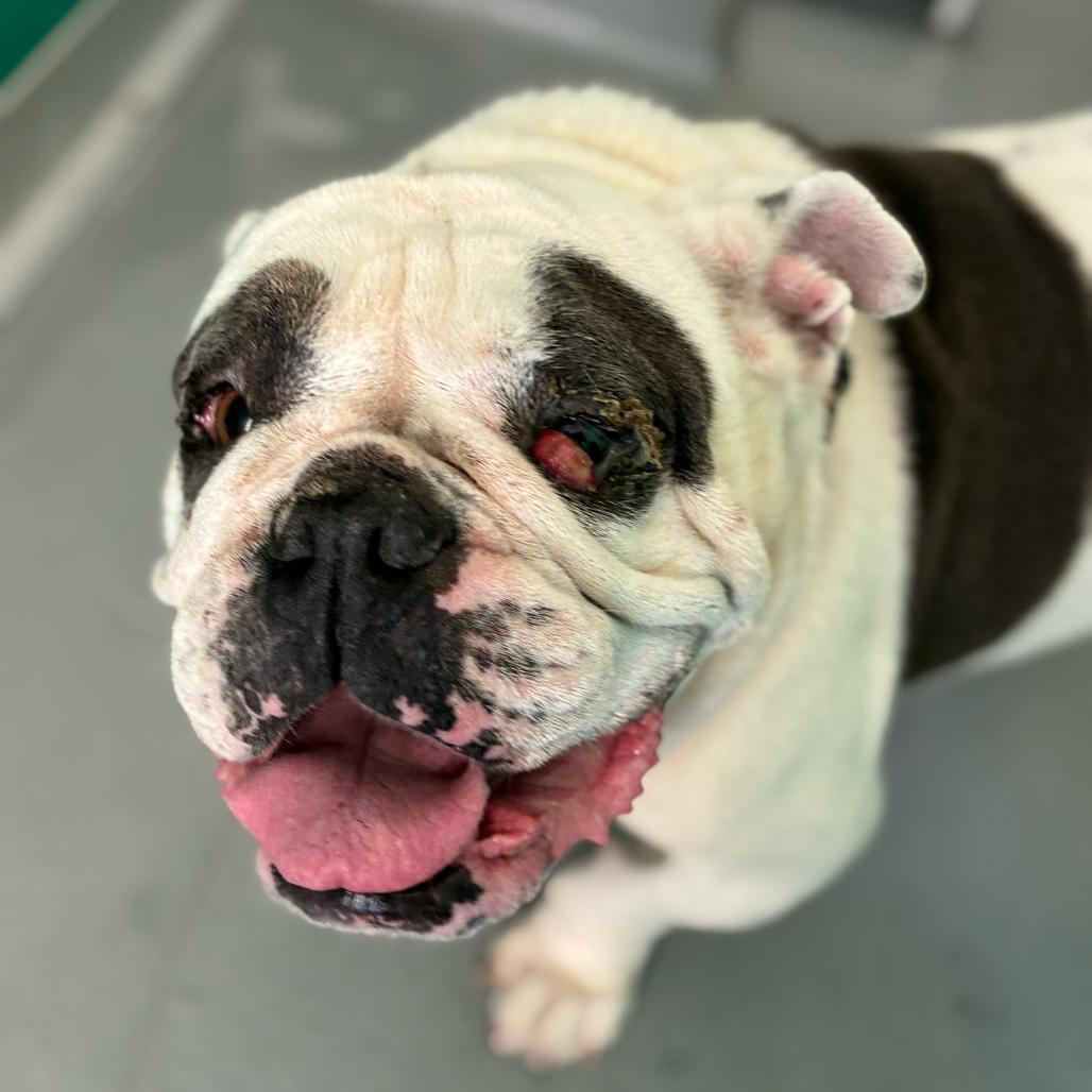 Enlarge Zelda, a Adoptable English Bulldog in Turlock, CA image 2/6