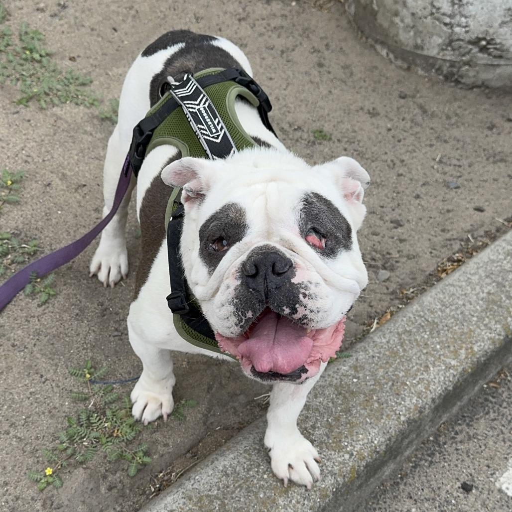 Enlarge Zelda, a Adoptable English Bulldog in Turlock, CA image 3/6