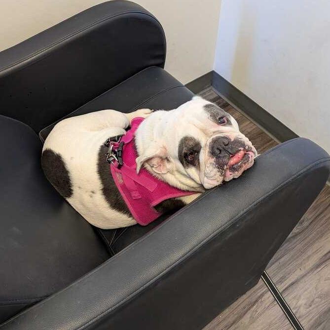Enlarge Zelda, a Adoptable English Bulldog in Turlock, CA image 4/6