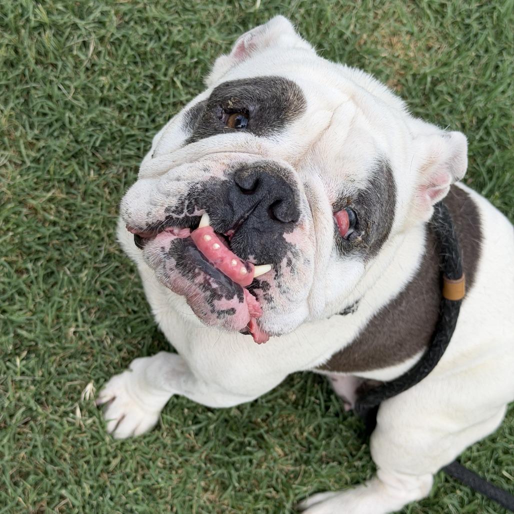 Enlarge Zelda, a Adoptable English Bulldog in Turlock, CA image 5/6