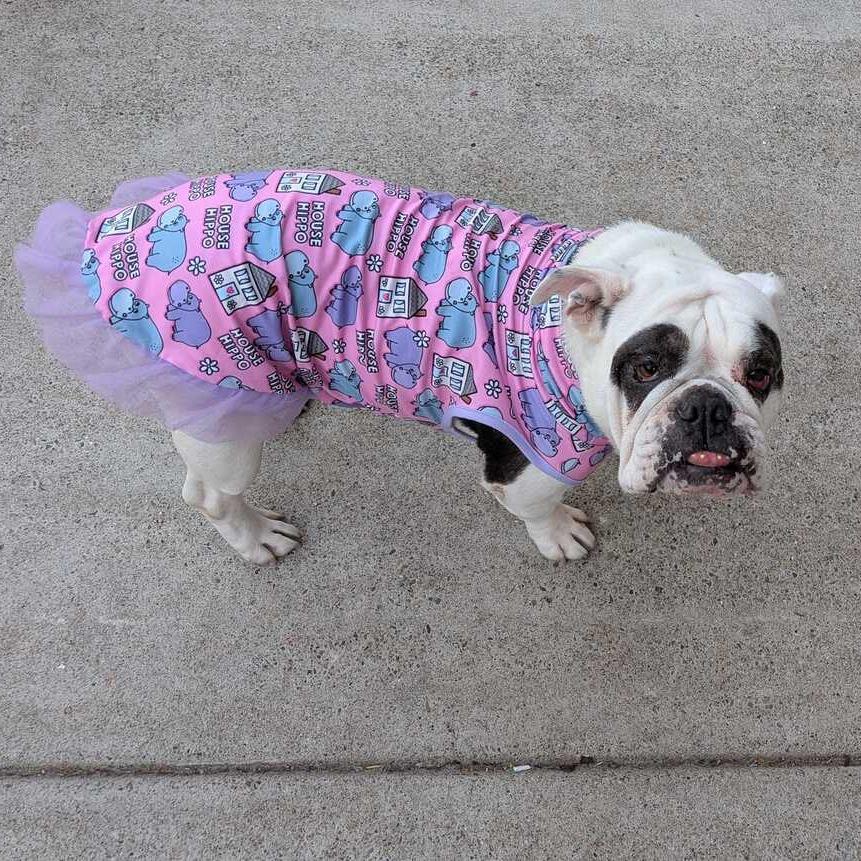 Enlarge Zelda, a Adoptable English Bulldog in Turlock, CA image 6/6