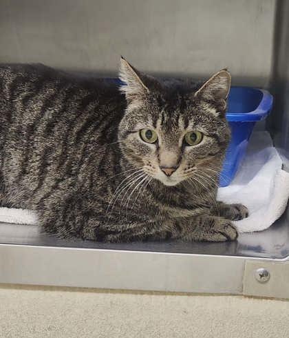 Grace, Adoptable, Adult Female Domestic Short Hair & Domestic Short Hair.