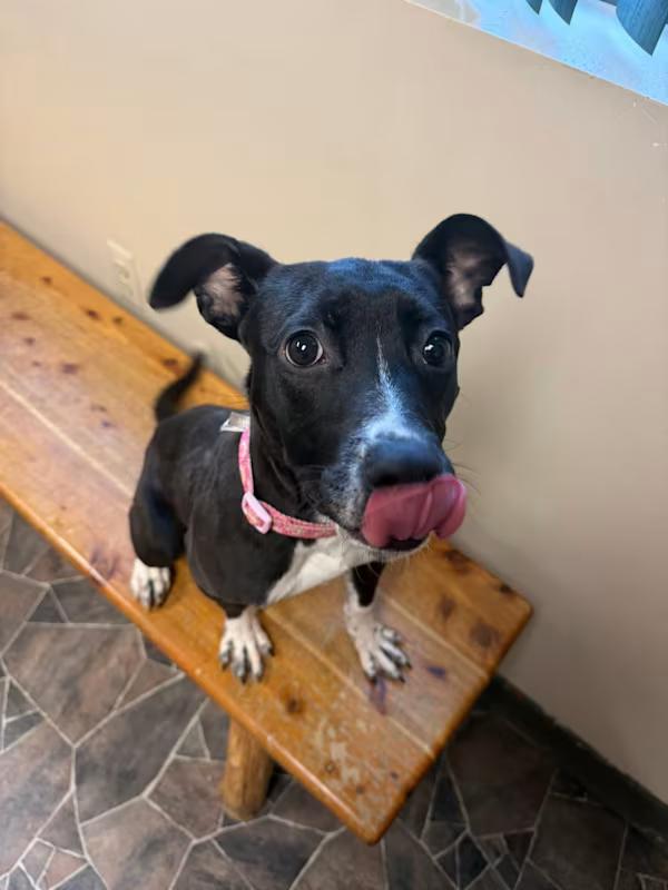 Minestrone , ADOPTABLE, Young Female Terrier.