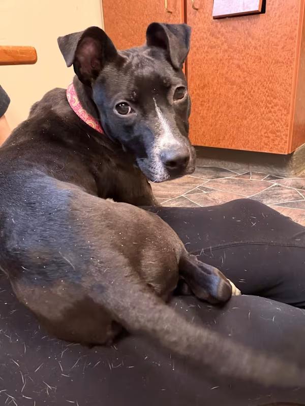 Minestrone , a ADOPTABLE mixed breed in Sterling Heights, MI image 3/4