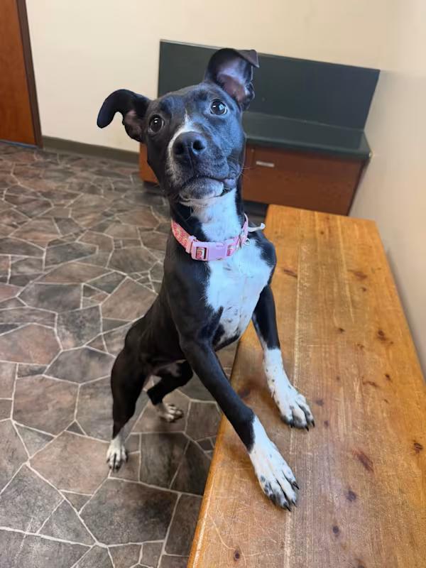 Minestrone , a ADOPTABLE mixed breed in Sterling Heights, MI image 2/4