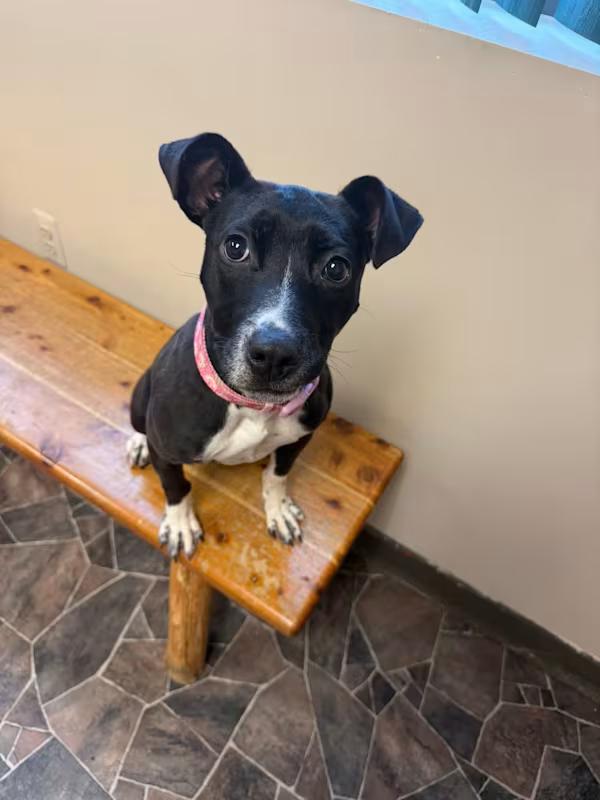 Minestrone , a ADOPTABLE mixed breed in Sterling Heights, MI image 4/4