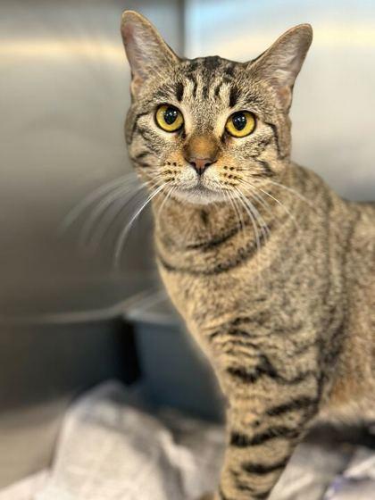 Enlarge Dolly Parton, a Adoptable mixed breed in Daytona Beach, FL image 1/1